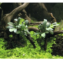 Bucephalandra brune-thumb-2