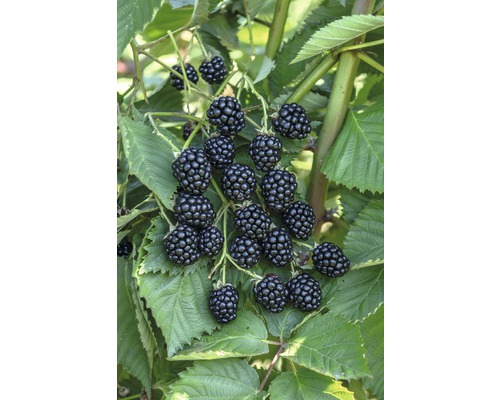 Grand mûrier Hof:Obst Rubus fruticosus 'Navaho Big Easy' ® h 30-40 cm Co 3,4 l arbuste vigoureux