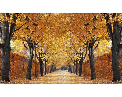 Papier peint photo intissé Autumn Alley 350 x 260 cm-0