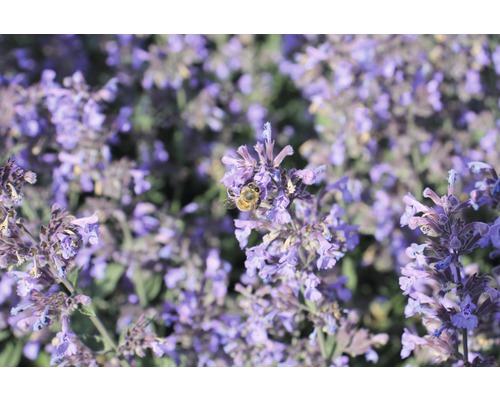 Plantes vivaces respectueuses des abeilles