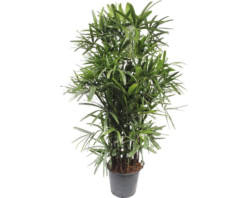 Palmier bambou FloraSelf Rhapis excelsa h 200-220 cm pot Ø 40 cm