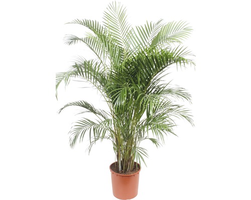 Palmiste multipliant FloraSelf Dypsis lutescens H 170-190 cm pot de 34 cm de Ø