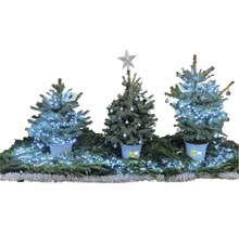 Épicéa bleu, 'Baby blue' FloraSelf h 100-120 cm sapin de Noël adapté à la plantation Co 27 cm-thumb-2