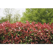 12 x photinies FloraSelf Photinia fraseri 'Red Robin' h 80-100 cm Co 10 l pour une haie d'environ 5 m-thumb-5
