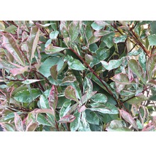 9 x photinies FloraSelf Photinia fraseri 'Pink Marble' h 125-150 cm Co 15 l pour une haie d'env. 4 m-thumb-2
