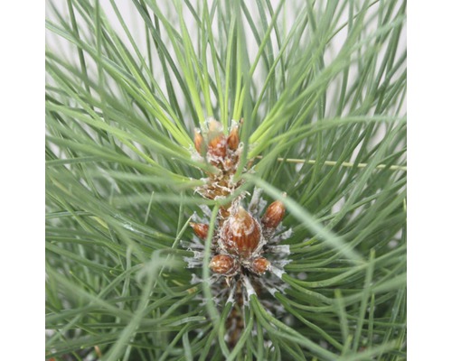Pin noir en colonne Botanico Pinus nigra 'Green Tower' H 70-80 cm Co 10 L