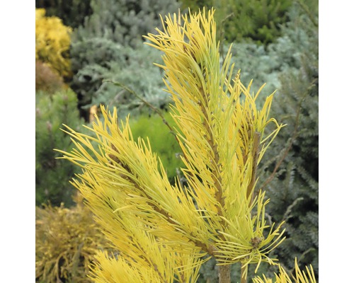 Drehkiefer Botanico Pinus contorta 'Chief Joseph' H 40-60 cm Co 6 L