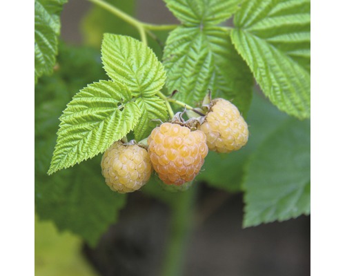Framboisier Hof:fruit Rubus idaeus 'Autumn Sun' ® H 30-40 cm Co 3,4 l