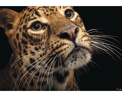 Fototapete NGX8-006 Vlies Javan Leopard 400 x 280 cm
