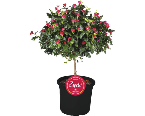 Rose « Zepeti » - arbuste h env. 50 cm Co 6 L