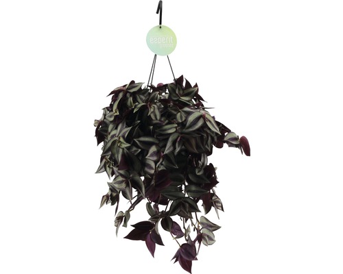 Misère FloraSelf ensemble de suspension florale, Tradescantia zebrina 'Violet' hauteur avec pot 20-25 cm pot Ø 17 cm