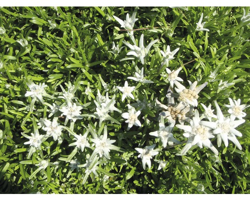 Edelweiss Leontopodium alpinum h 5-20 cm Co 0,5 l (6 pièces)
