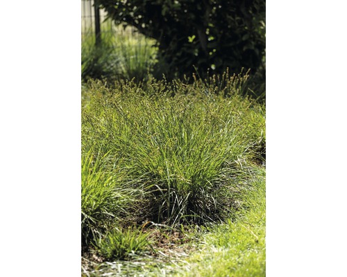 Laîche écartée Carex divulsa H 10-45 cm T 7 cm herbe couvre-sol lot de 6 pièces
