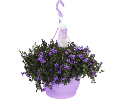 Campanule des murs suspension Floraself Campanula portenschlagiana 'Ambella Purple' pot Ø 25 cm