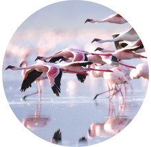 Fototapete Vlies Flamingo Ø 142,5 cm-thumb-0