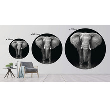 Fototapete Vlies Elefant schwarz-weiß Ø 142,5 cm-thumb-1