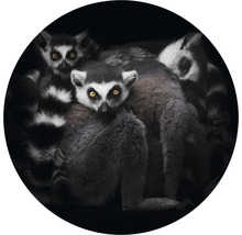 Fototapete Vlies Lemuren Ø 142,5 cm-thumb-0