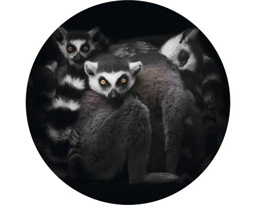 Fototapete Vlies Lemuren Ø 142,5 cm-0