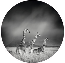 Fototapete Vlies Giraffen schwarz-weiß Ø 142,5 cm-thumb-0