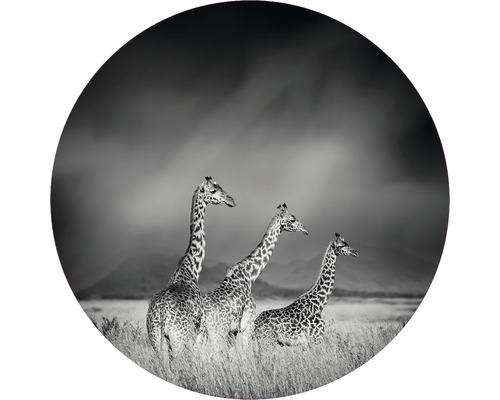 Fototapete Vlies Giraffen schwarz-weiß Ø 142,5 cm-0