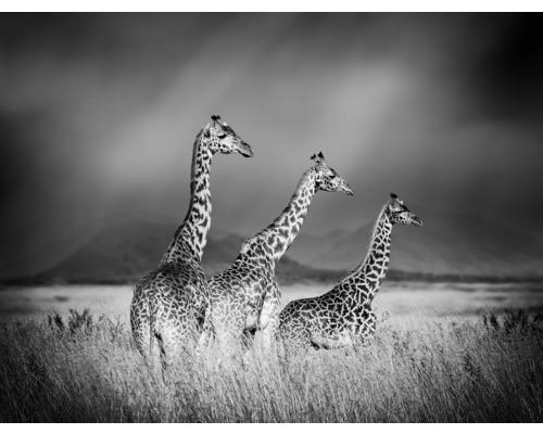 Papier peint panoramique intissé giraffes noir et blanc 243 x 184 cm-0