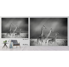 Papier peint panoramique intissé giraffes noir et blanc 243 x 184 cm-thumb-1