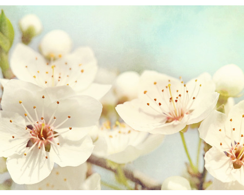 Papier peint panoramique intissé Fleurs de cerisier 243 x 184 cm-0