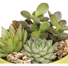 Arrangement de plantes succulentes FloraSelf H 11-16 cm pot vert Ø 15 cm-thumb-1