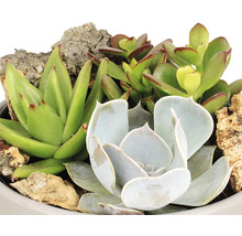 Arrangement de plantes succulentes FloraSelf H 11-16 cm pot gris pierre Ø 15 cm-thumb-1