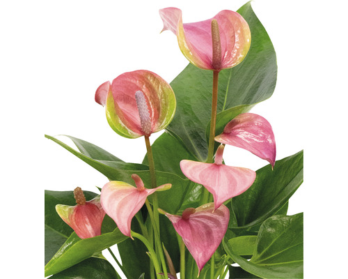 Ø 35-40 Topf Anthurie Anthurium cm FloraSelf HORNBACH H \'Pink\' - Flamingoblume/ 12 Luxemburg cm andreanum