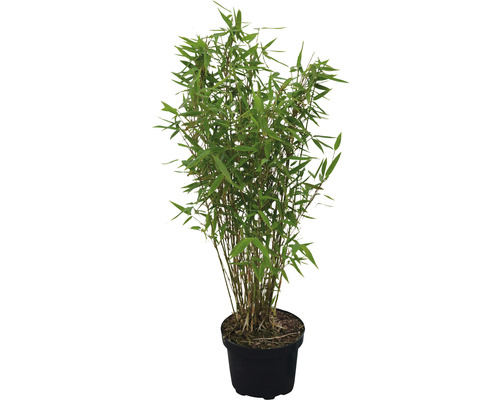 Bambou de jardin Fargesia murielae 'Panda' H 60-80 cm Co 6 L