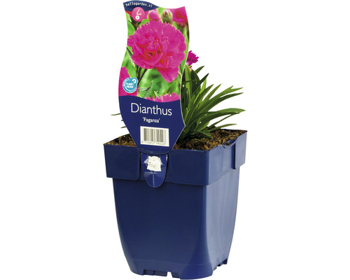 Œillet mignardise Dianthus-Cultivars 'Faganza' h 5-20 cm Co 0,5 l (6 pces)