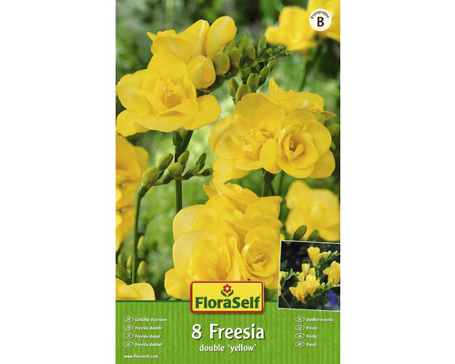 Bulbe FloraSelf® Freesia garni jaune, 10 pièces - HORNBACH Luxembourg