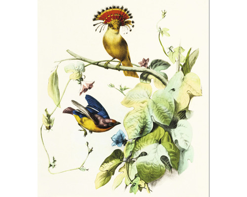 Fototapete Vlies Vogel Illustration 1 243 x 280 cm