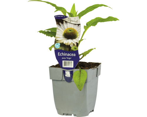 Échinacée blanche Echinacea purpurea « Virgin » ® h 5-40 cm co 0,5 L (6 pces)