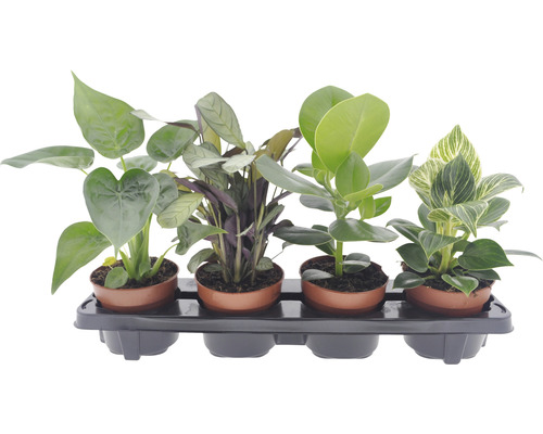 Ensemble de plantes Easy Care paquet de 4 mélange pot de Ø 12 cm