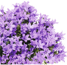 Glockenblume FloraSelf Campanula portenschlagiana 'Lavender' Ø 20 cm Topf-thumb-1