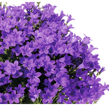 Campanule FloraSelf Campanula portenschlagiana 'Intens Purple' pot Ø 20 cm-thumb-1