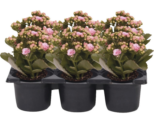 Ensemble de plantes florissantes Kalanchoe 'Don Cedro' pot de Ø 7 cm 6 pces rose-blanc