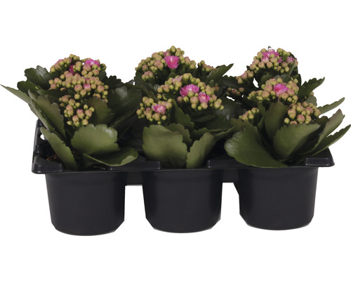 Ensemble de plantes florissantes Kalanchoe 'Don Nando' pot de Ø 7 cm 6 pces rose