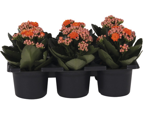 Ensemble de plantes florissantes Kalanchoe 'Don Sergio' pot de Ø 7 cm 6 pces orange