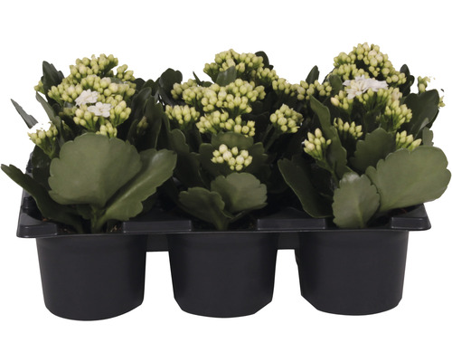 Ensemble de plantes florissantes Kalanchoe 'Don Cedro' pot de Ø 7 cm 6 pces blanc