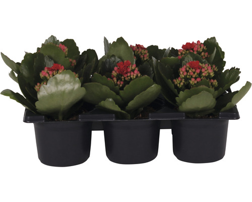 Ensemble de plantes florissantes Kalanchoe 'Don Justino' pot de Ø 7 cm 6 pces rouge