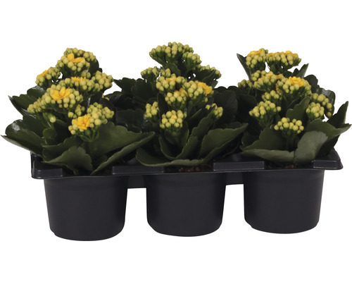 Ensemble de plantes florissantes Kalanchoe 'Don Amarillo' pot de Ø 7 cm 6 pces jaune