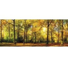 Tableau en verre Sunshine in the forest 50x125 cm-thumb-0