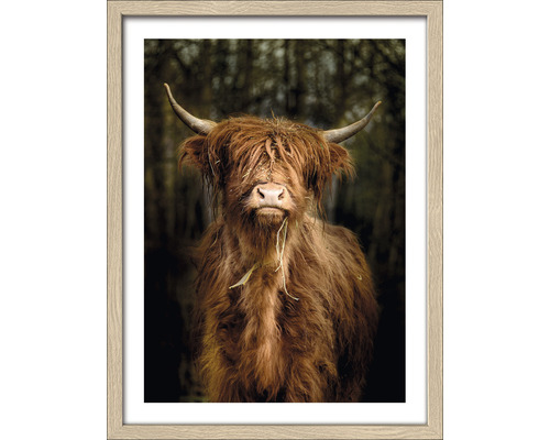 Gerahmtes Bild Highland cattle VI 33x43 cm