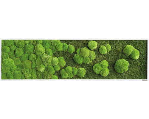 Tableau mousse Forêt & mousse ronde 40x140 cm