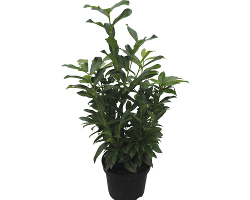 Laurier cerise ‘Genolia’ FloraSelf Prunus laurocerasus ‘Genolia‘ h 80-100 cm ClickCo