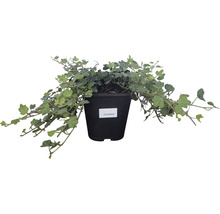 Lierre FloraSelf Hedera helix 'Duckfoot' h env. 10 cm Co 1 l-thumb-0