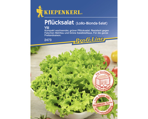Semences de salade laitue à couper/laitue à tondre 'Vili' Kiepenkerl
